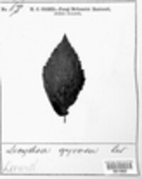 Phragmidium rubi-idaei image